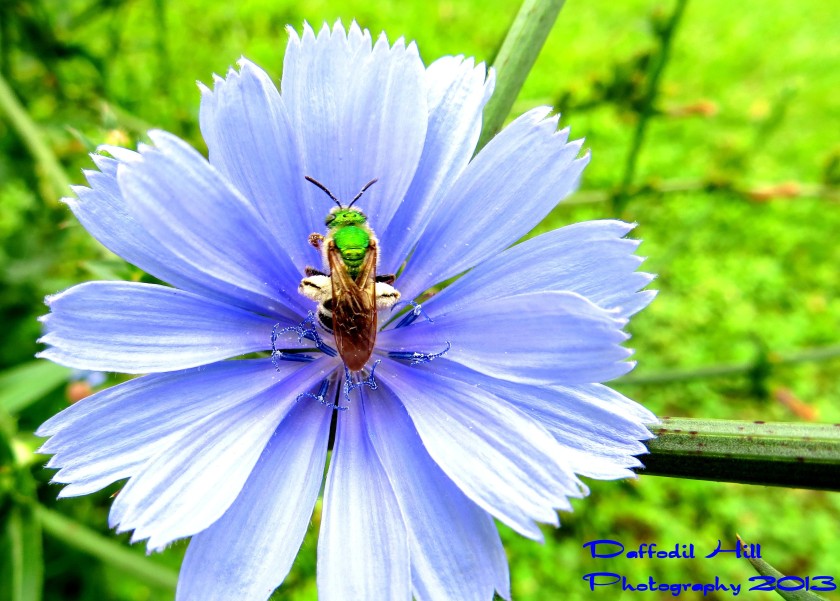 Sweat Bee on a Chicory Flower